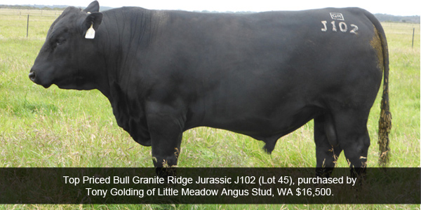 Top priced bull Granite Ridge Jurassic J102