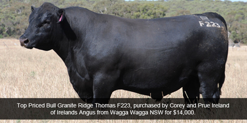 Top priced bull Granite Ridge Thomas F223
