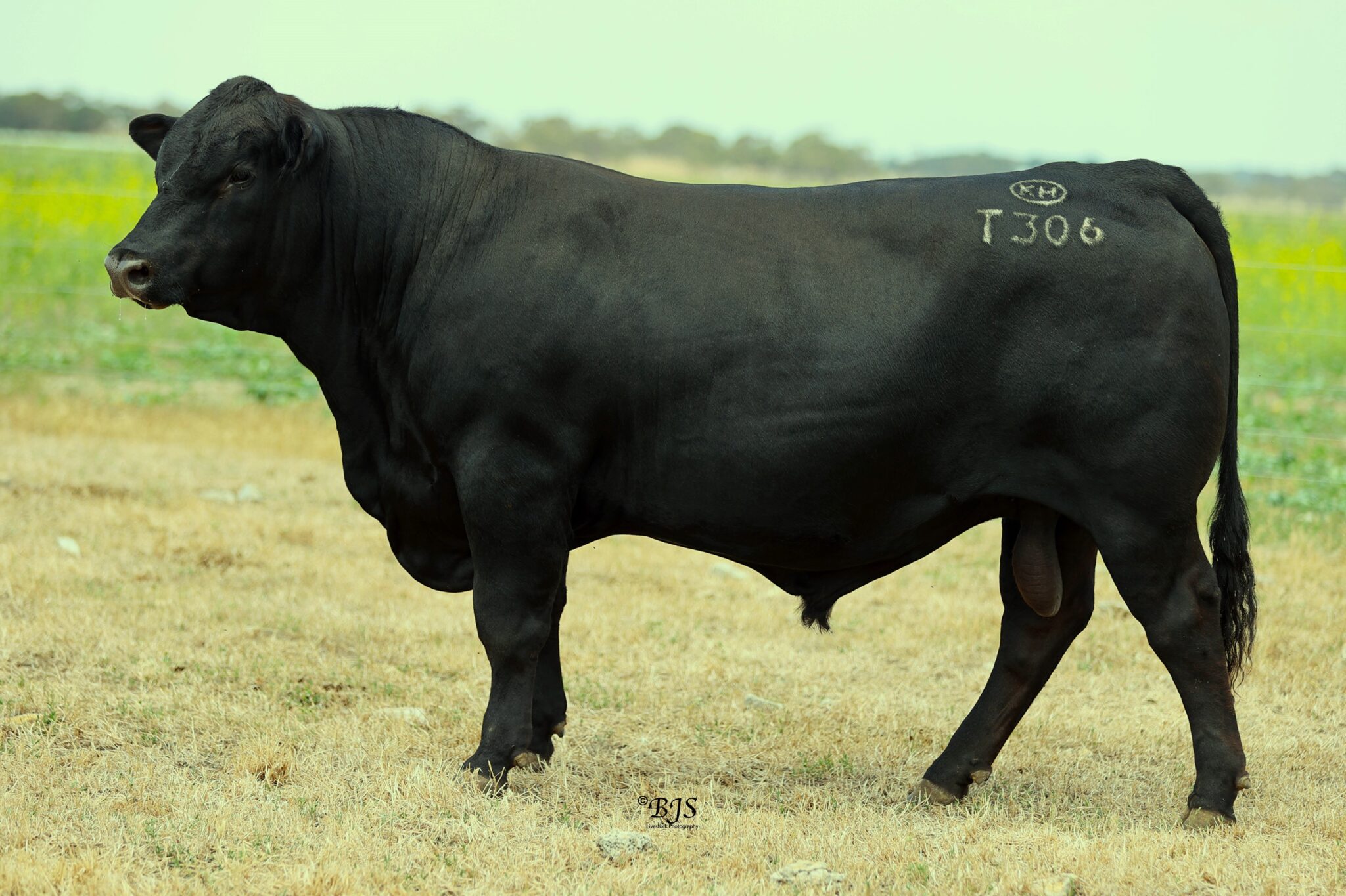 Our Elite Breeding Sires - Granite Ridge Angus Stud