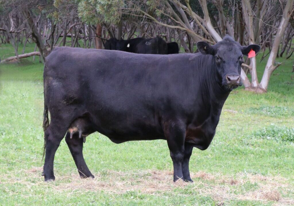 Granite Ridge Supreme F158 Mother of GR Kaiser K26 $52000 bull